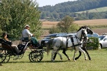 Pferdegespann Kutschenfahren Reiten Fahren Niederösterreich
